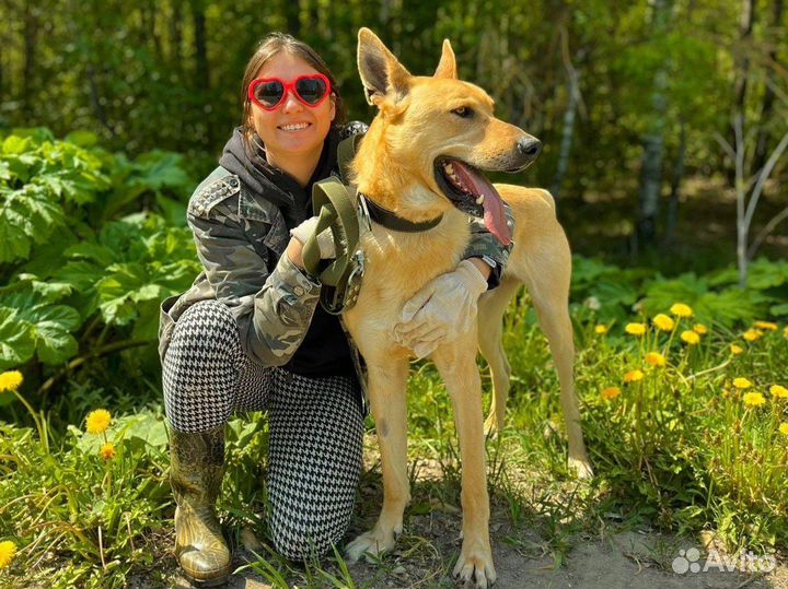 Собаку Арчи оставили из-за переезда