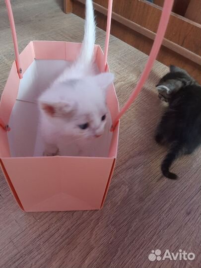 Котята бесплатно