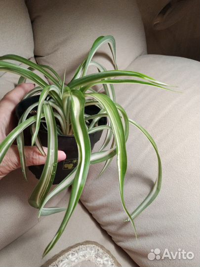 Хлорофитум кудрявый, оксалис(клевер счастья)