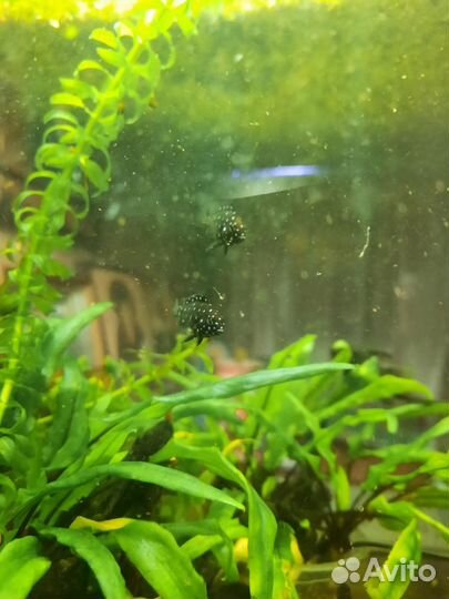 Цихлиды трофеусы