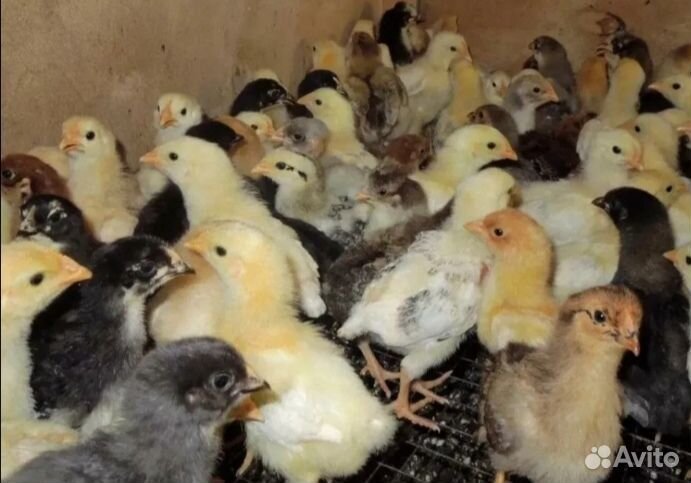 Инкубационное Яйцо перепелов и кур и Гусыное