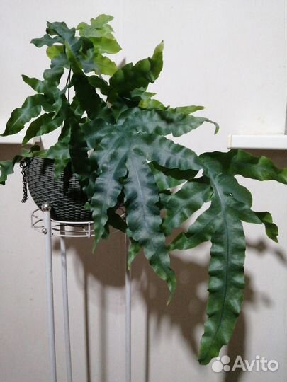 Папортник Николас Даймонд и другие