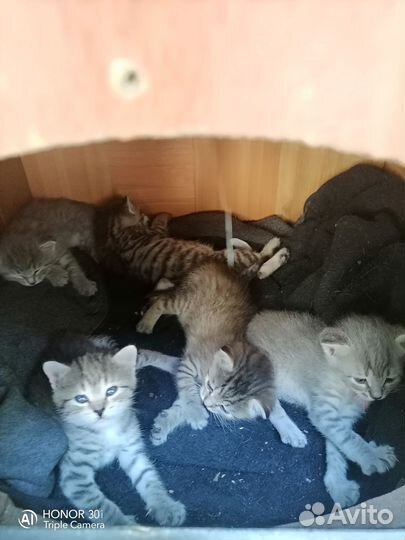 Котята в добрые руки