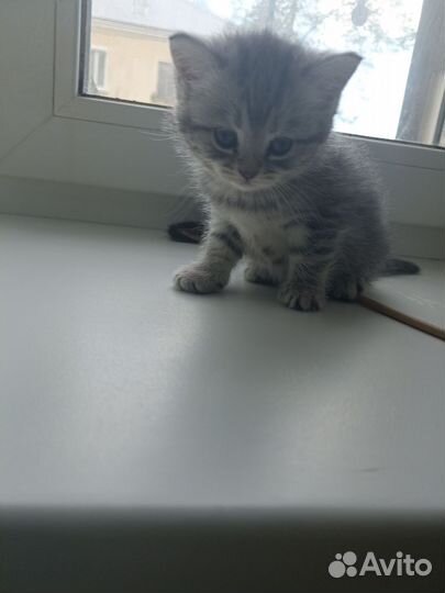 Кошки в добрые руки бесплатно
