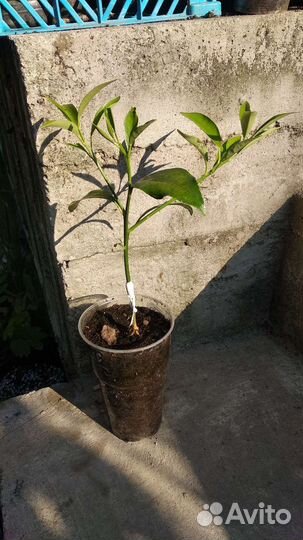 Кумкват Маргарита привитый