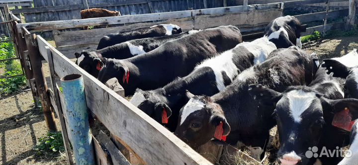 Бычки 5 месяцев отпоенные