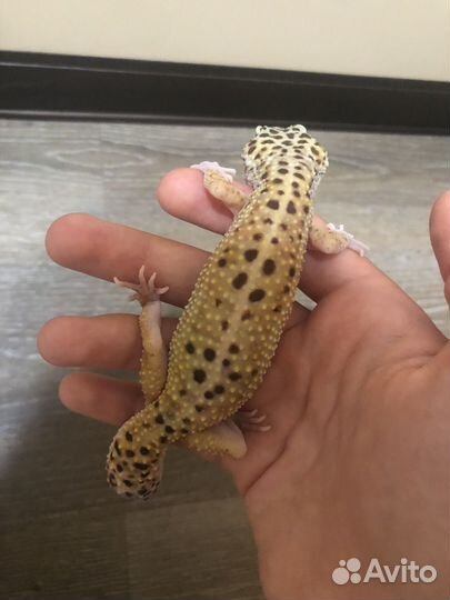 Геккон эублефар самка