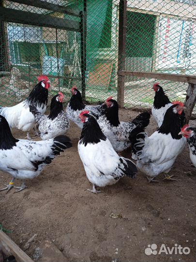 Инкубационное яйцо породных кур