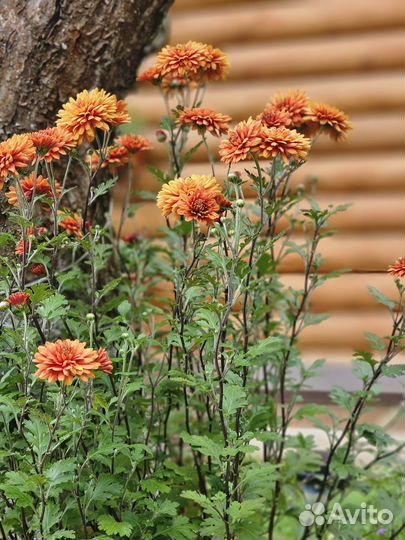 Хризантема корейская (дубок) оранжевая