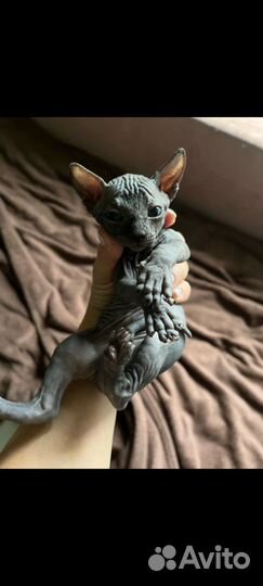 Канадский сфинкс девочка