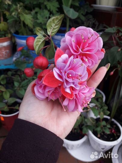 Фуксия махровая