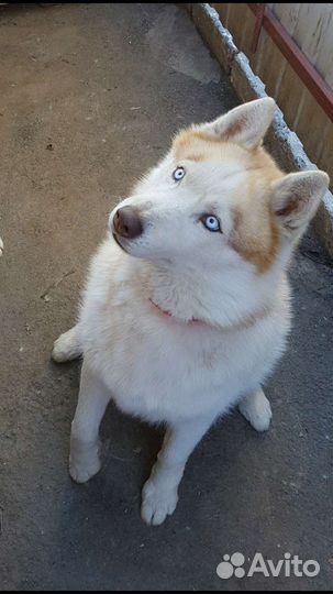 Сибирский хаски