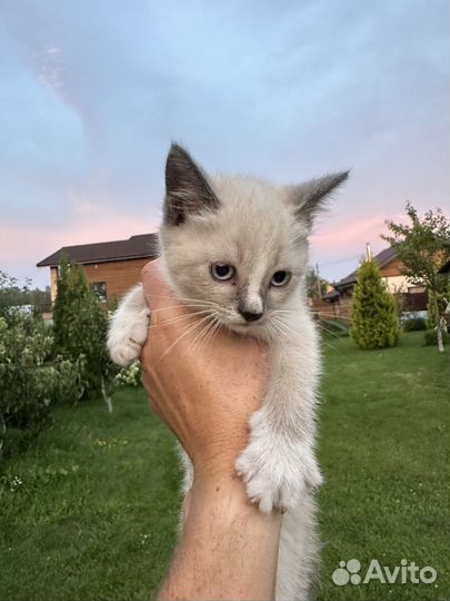 Котенок девочка