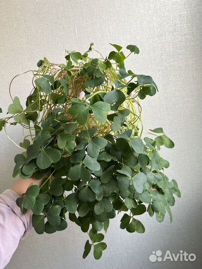 Оксалис перуанская