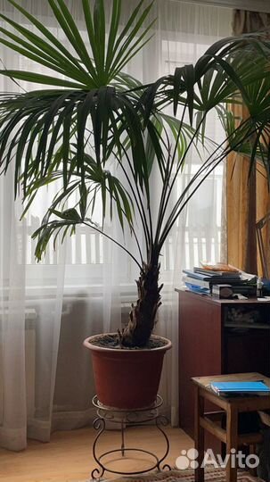 Пальма Трахикарпус