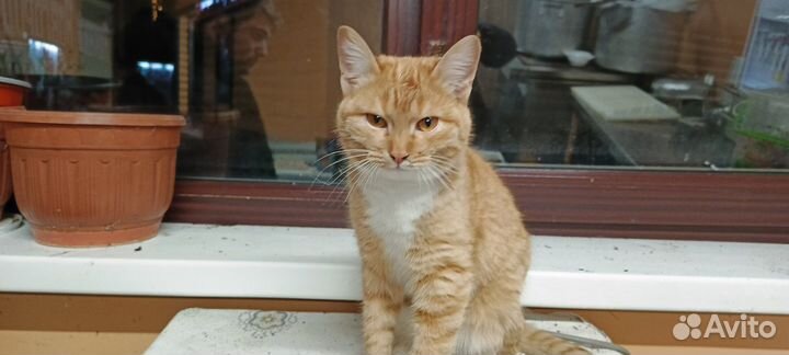 Кот в добрые руки