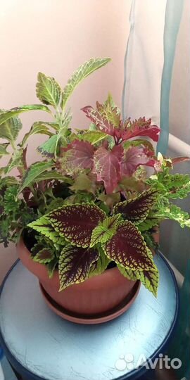 Колеусы 7 сортов