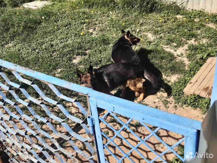 Немецкая овчарка