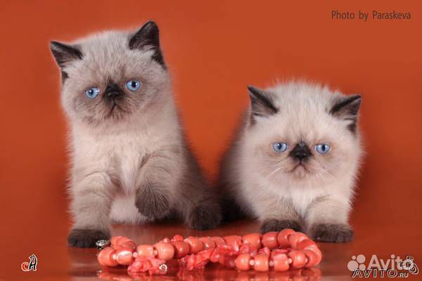 Котята шоу класс