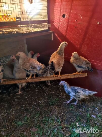 Молодые курочки