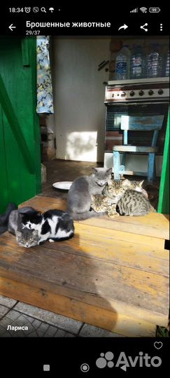 Кошки и котики