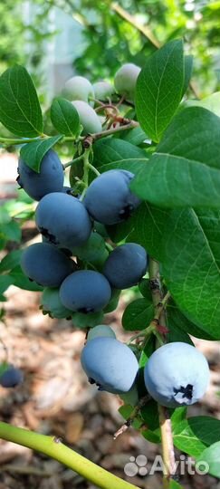 Голубика саженцы