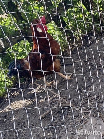 Красивенный петух