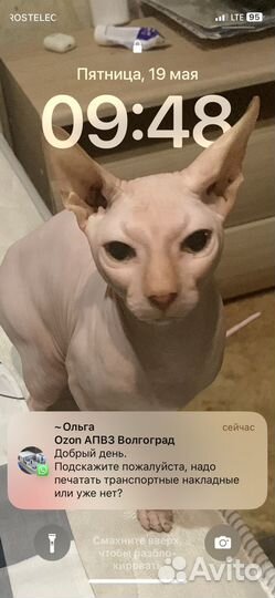 Канадскийсфинкс