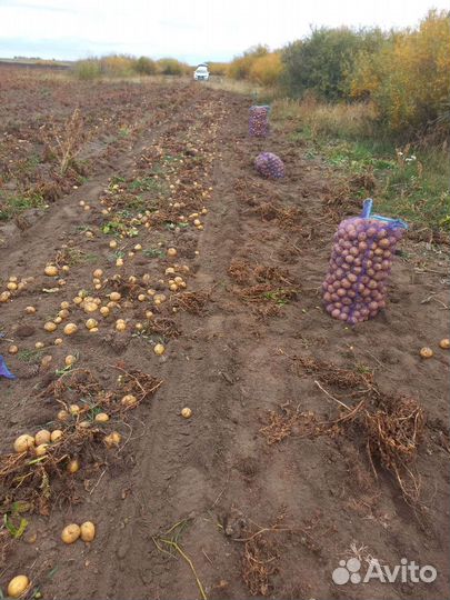 Продам картофель