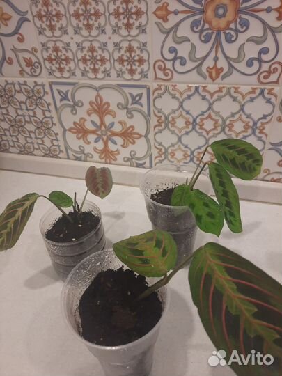 Маранта триколор