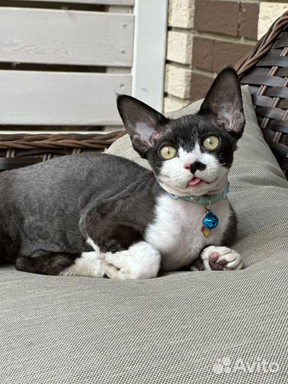 Шикарный Девон-рекс