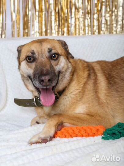 Милаш Бивис из приюта ищет семью