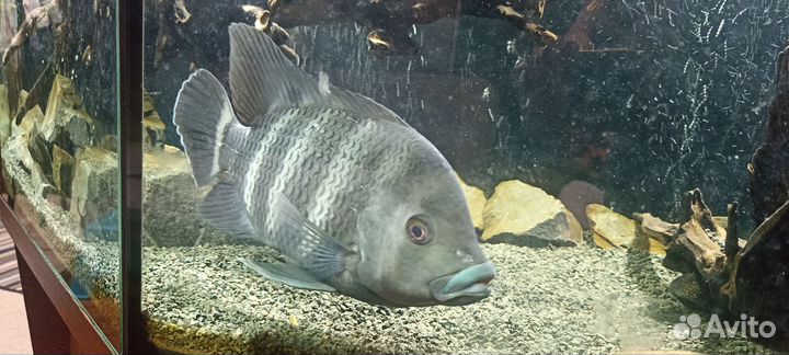 Аквариумные рыбки