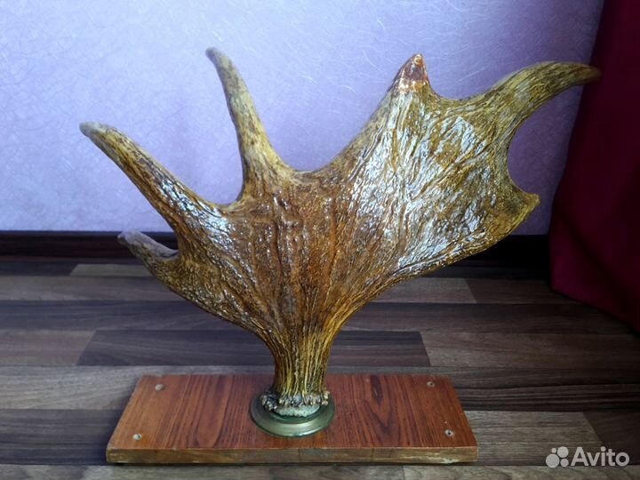 Лосиный рог на подставке лакированный