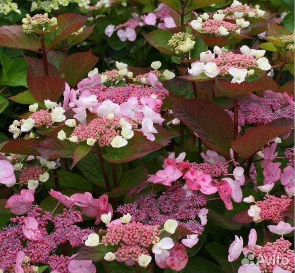 Гортензия крупнолистная 