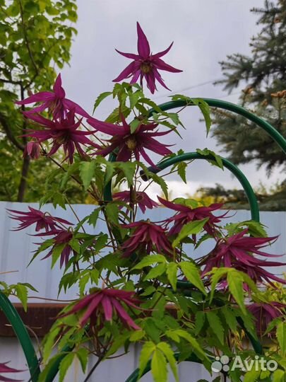 Княжики многолетняя лиана