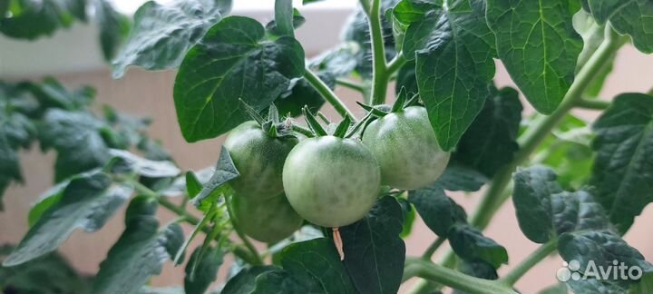 Рассада томатов балконных/горшечных