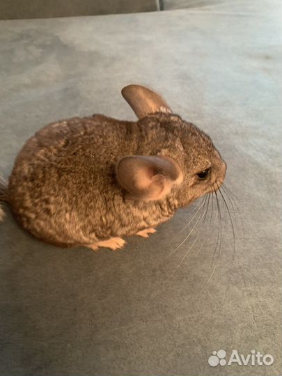 Шиншилла