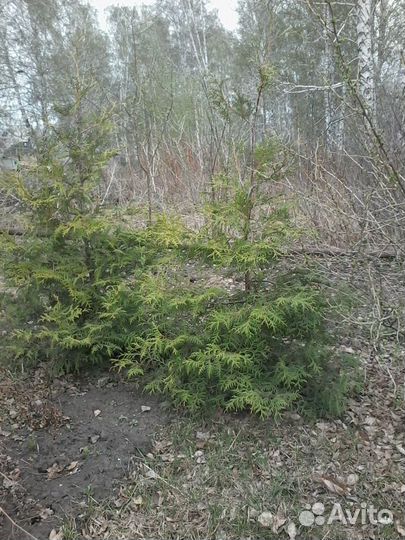 Саженцы сибирского кедра