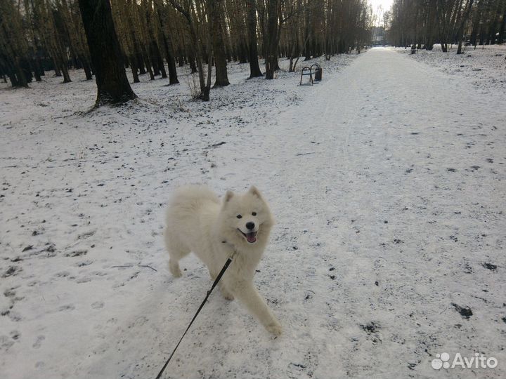 Дрессировка и коррекция поведения собак