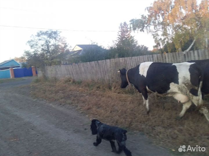 Корова первотелка