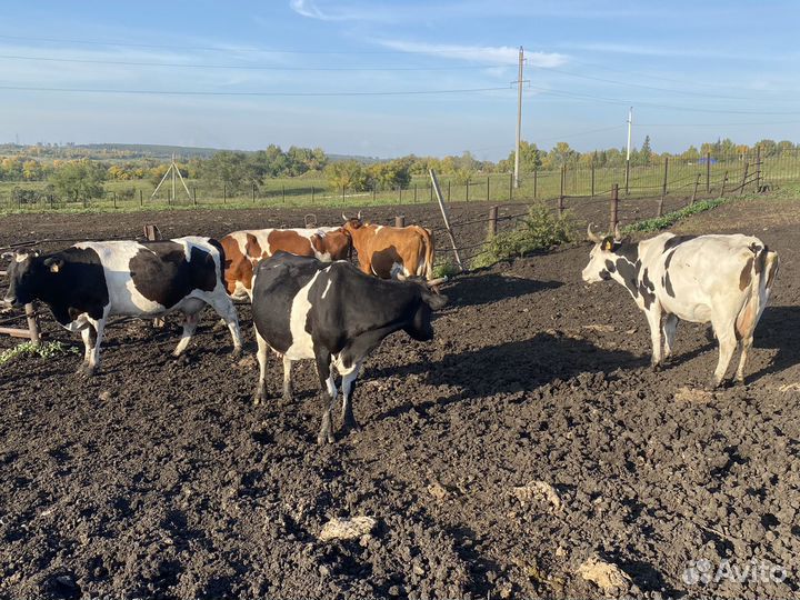 Коровы дойные молочные, нетели
