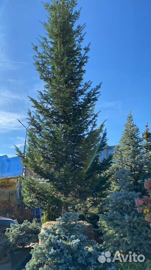 Пихта Сибирская