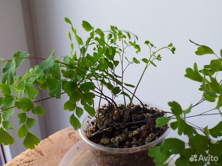 Папоротник Адиантум Венерин волос