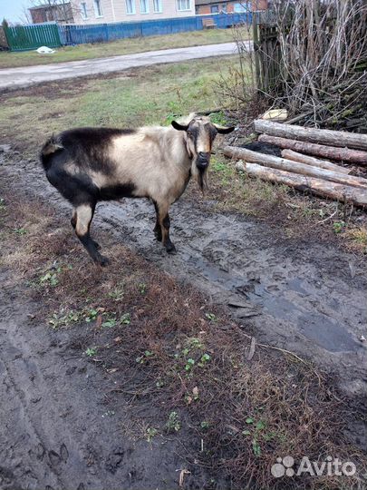 Нубийский козел