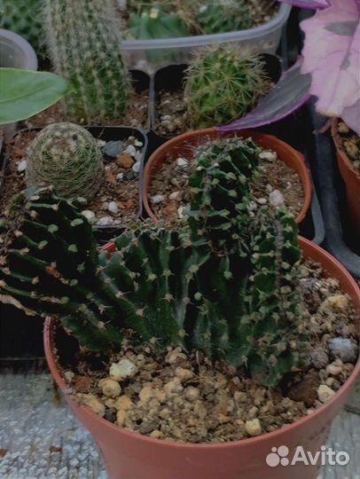 Эуфорбия Лактея Кристато корнесобственная