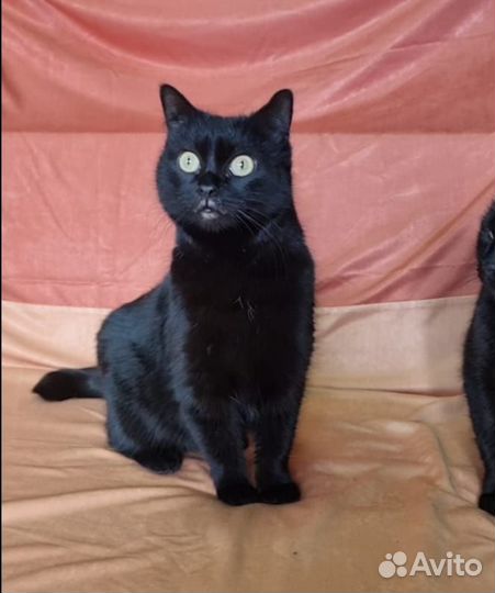 Кошки в добрые руки бесплатно