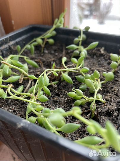 Крестовник