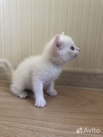 Котенок девочка
