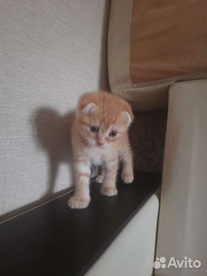 Британская кошка